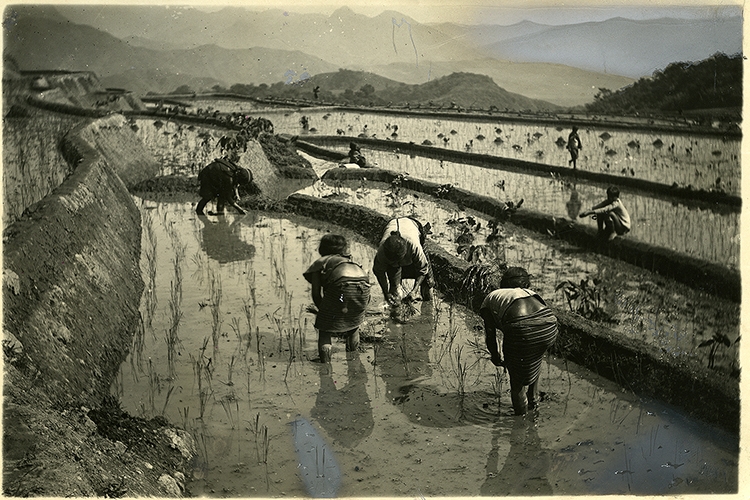 photo of farmers harvesting crops in a wetland