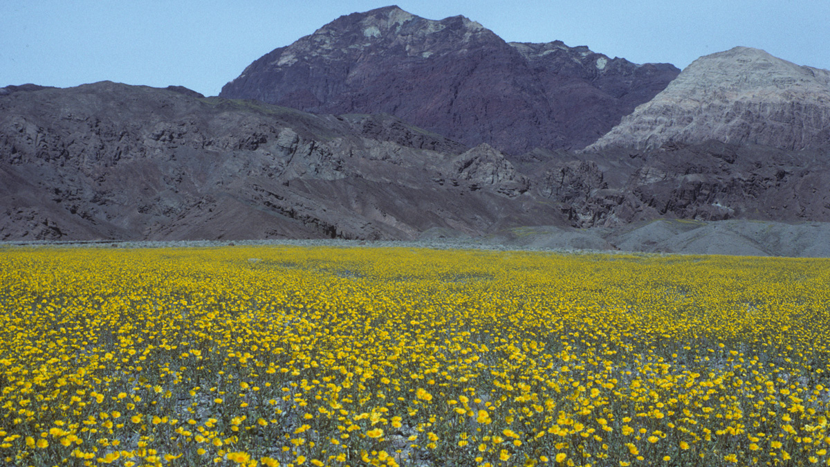 Geraea canescens, Death Valley.