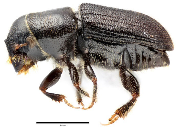 a southern pine beetle