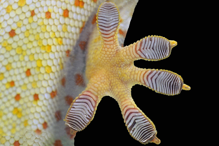 toe pads of gecko