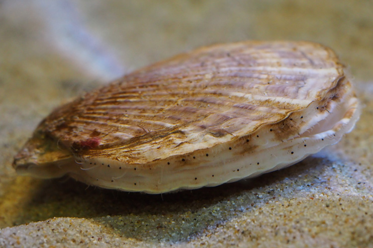 a sea scallop on sand