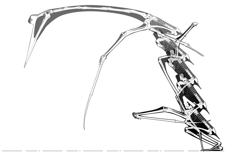 sketch of launch sequence for Quetzalcoatlus