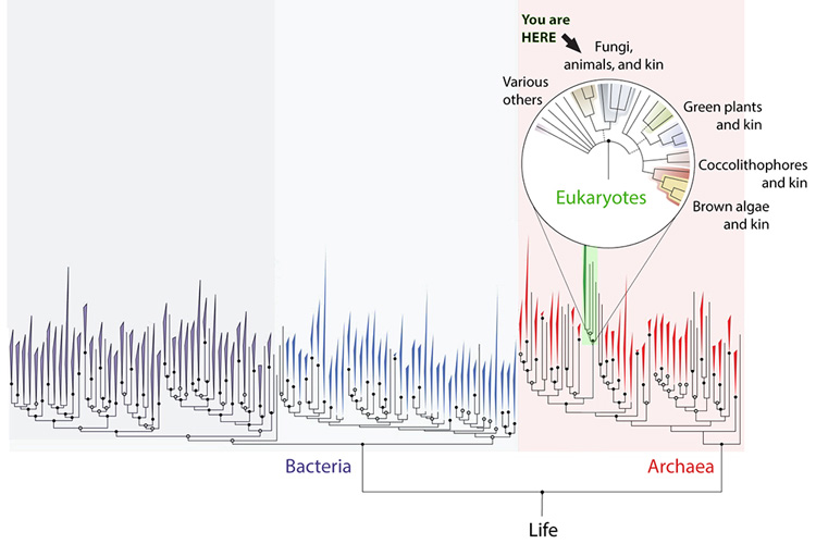 a diagram showing how life evolved from bacteria and Archaea
