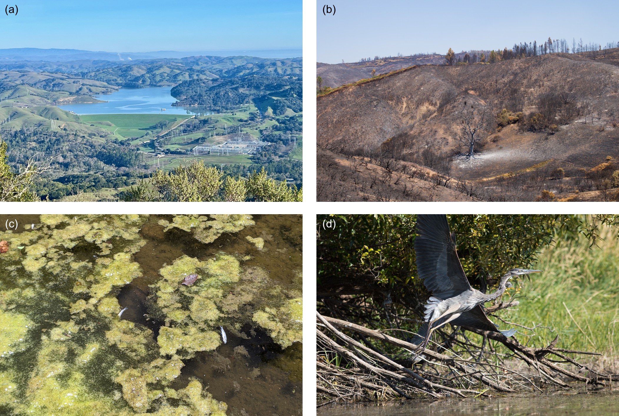 A grid of four images: a dam, a forest affected by wildfire, a creek filled with algae, and a bird taking off from water 