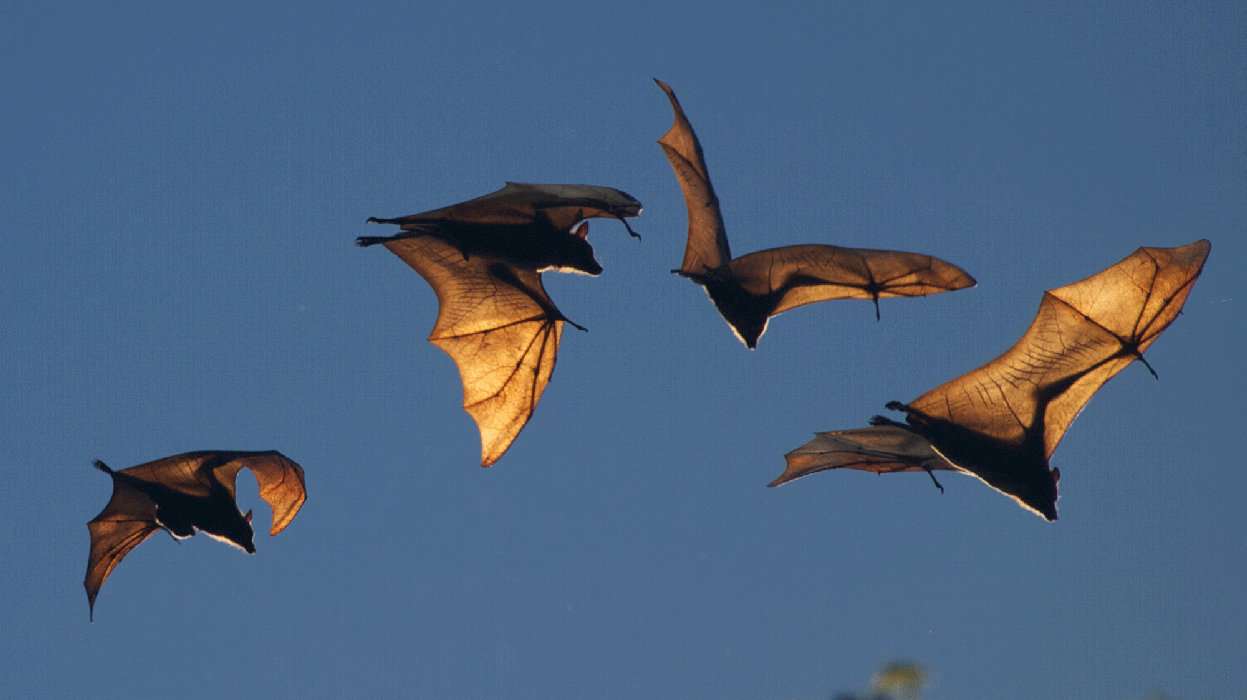 A photo of four fruit bats in flight against a dusky sky
