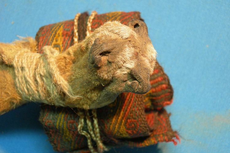 This pouch was made from three fox snouts. When Miller scraped the inside, she found evidence of hallucinogenic substances.