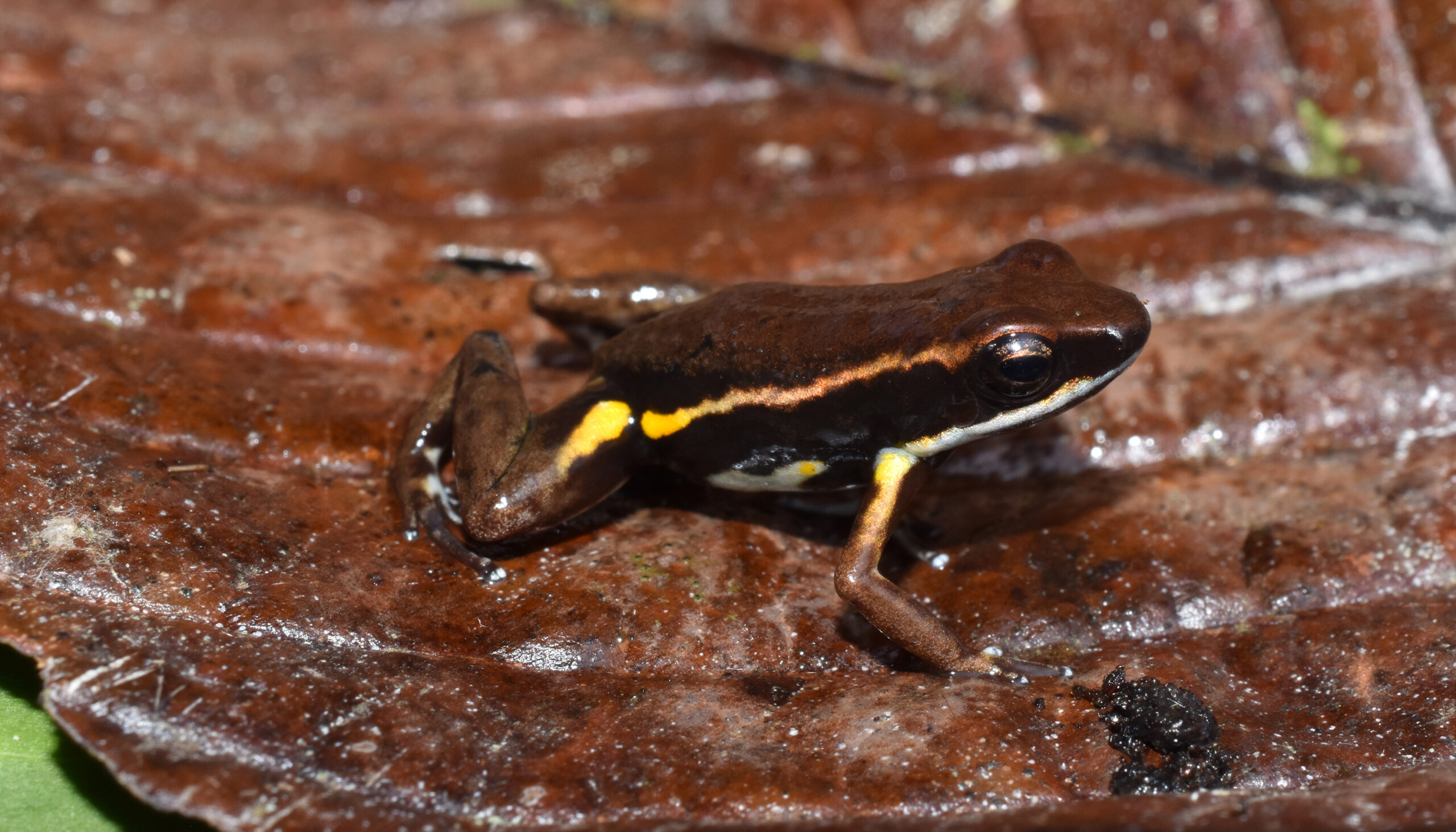 brown frog with yellow stripe on side, sitting on a brown leaf