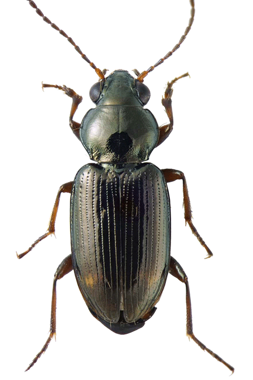 A photo shows a close-up view of a beetle.