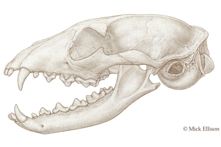 Drawing of the skull of the Gansu hyena. Note the rounded and expanded ear chamber to the right of the jaw joint, indicating similar hearing capability as living aardwolves. (Illustration credit: Mick Ellison, 2020)