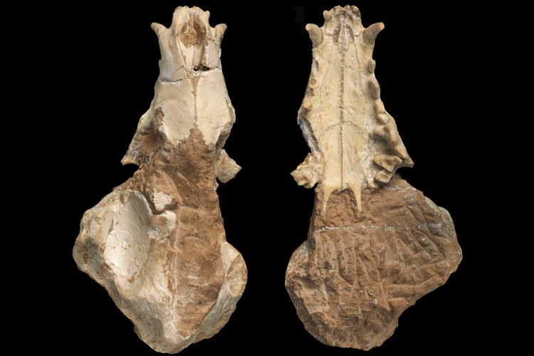 The fossilized upper jaw of the Gansu hyena, seen from top (left) and from below. The palate is broad and similar to that of the aardwolf, which has a more muscular tongue for slurping termites. (Photo credit: Mick Ellison)