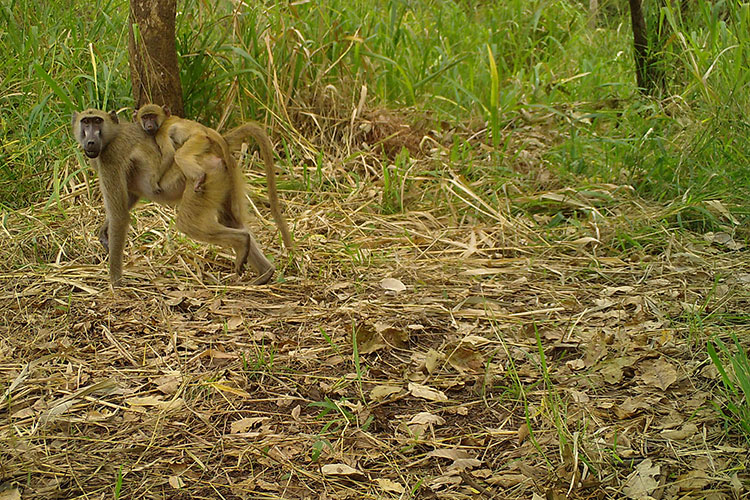 A camera trap photo shows a baboon with a baby on its back