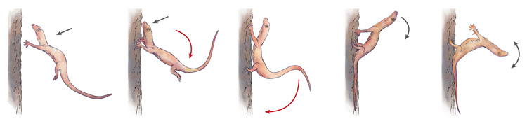 sketches showing a gecko crash-landing on a tree trunk