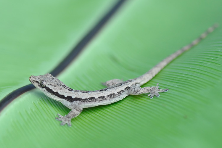 striped gray gecko sitting on green leaf