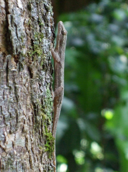 gecko after landing on a tree