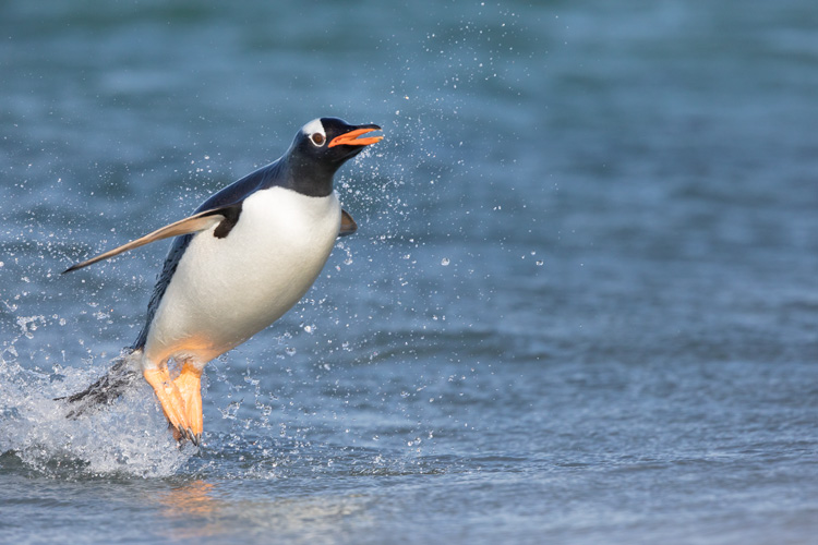 gentoo penguin becomes airborne out of the water