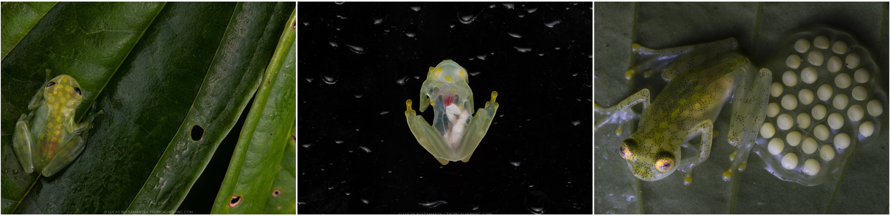 Mashpi glass frog