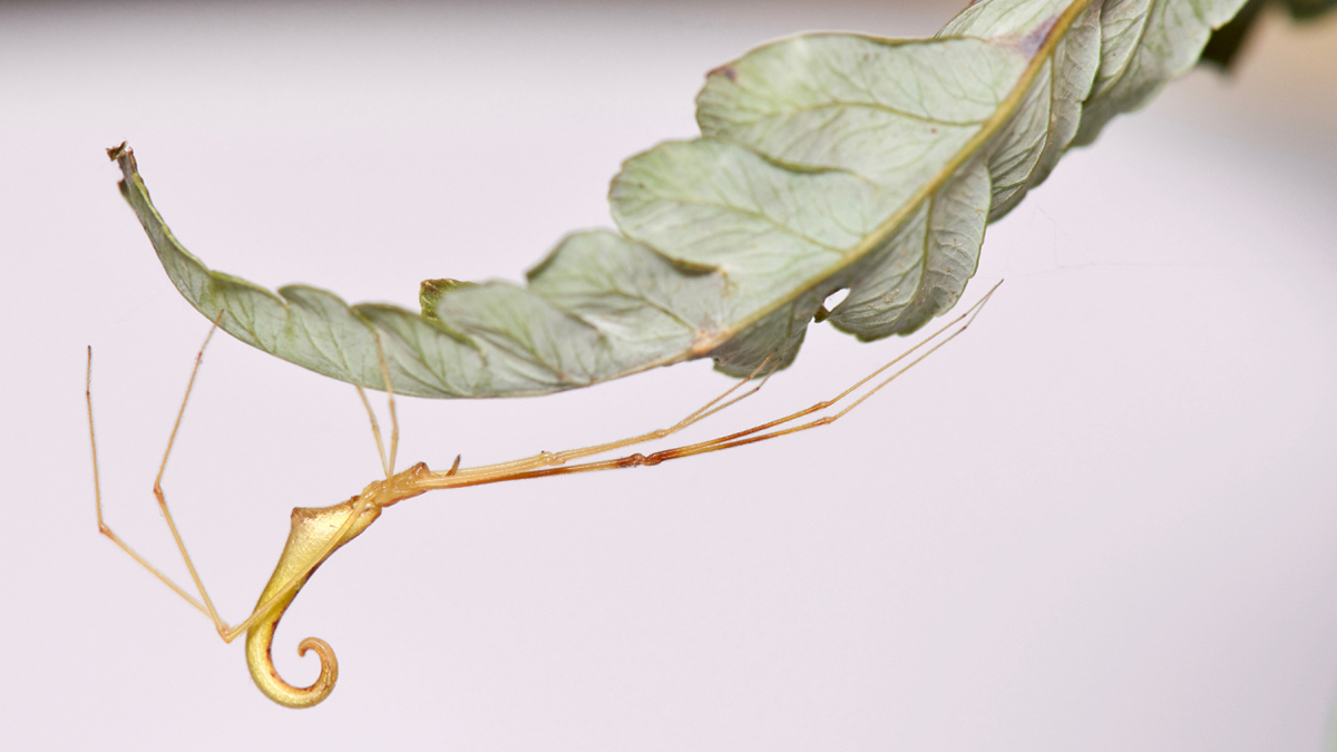 Gold oahu spider underneath a leaf