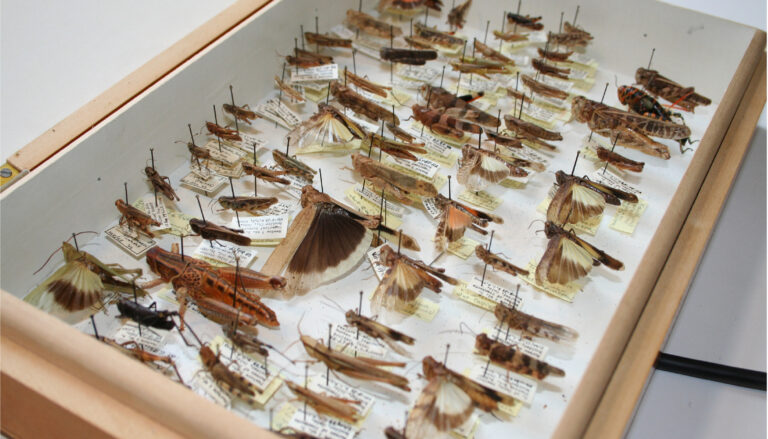 grasshoppers pinned on a white sheet in a glass-topped wooden display case