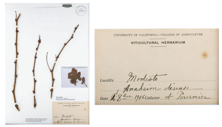 On the left, three preserved grapevine cuttings are lined up and secured to a card. The cuttings have no leaves, but a few petioles — the stalks that connect the leaf to the stem — remain attached. On the right, a close-up of the label on the sample, which specifies that the cuttings were collected on Aug. 2, 1906, in Modesto, California, by A. Tournier. The sample is also labeled Anaheim disease.