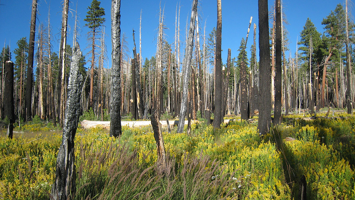 A photo shows a meadow of yellow wildflowers among the burnt trunks of trees.