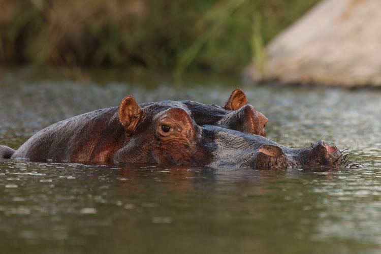 Photo of top of Hippopotamus head above water.