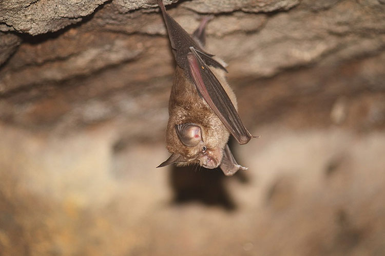 A horseshoe bat hangs upside down in a cave.