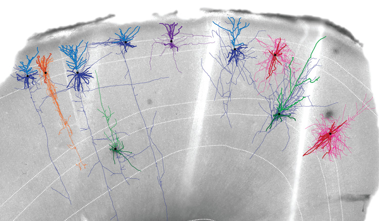 colorful tracings as squiggles in orange, purple, blue, green and red of neurons in the mouse brain