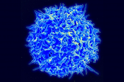 Human T cell