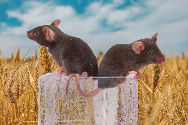 two mice sitting in a container against a wheat field background