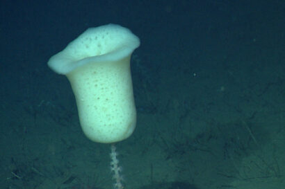 a white tulip-shaped sponge in the greenish depths of the ocean