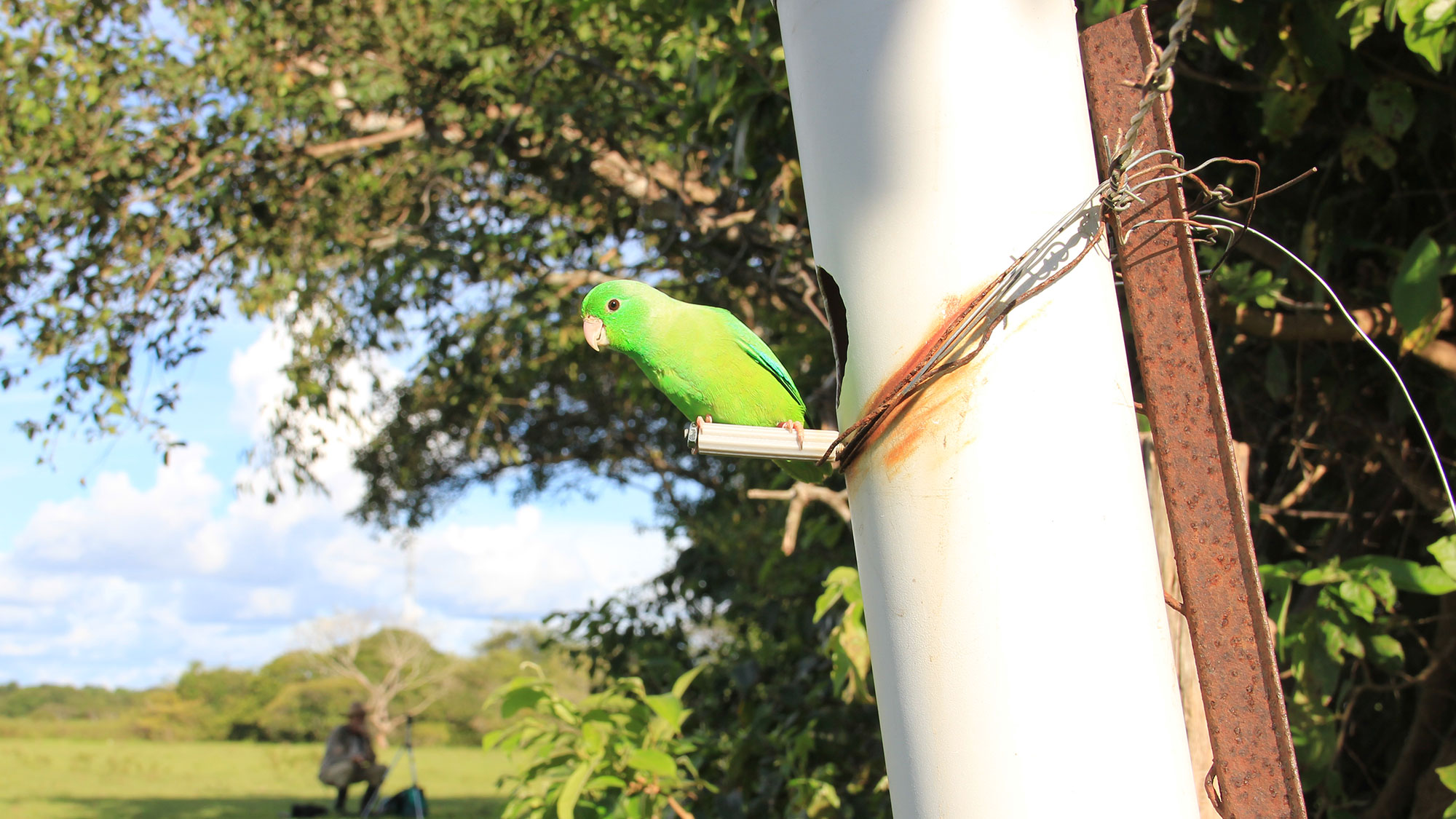 A parrotlet sits at the entrance of a PVC nesting box.