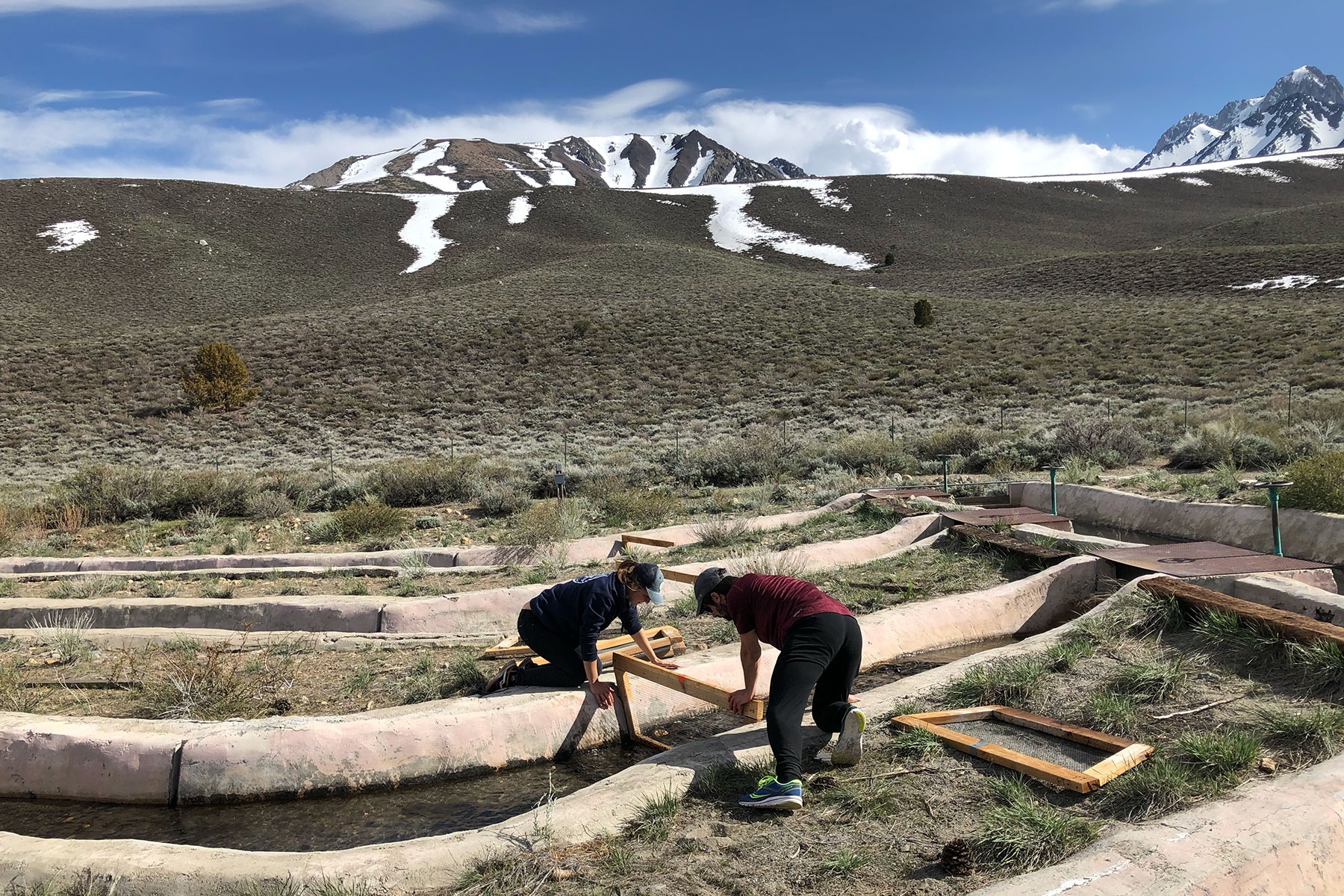Water flows through a series of concrete channels that zig-zag across a dry, grassy mountainside. In the foreground, Two researchers are placing a wood-framed mesh grid into one of the channels to prevent fish from entering the experiment. Snowy mountain peaks rise up in the background.