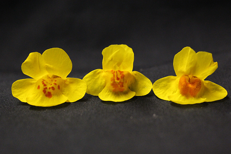 Three flower blooms sit on a table against a grey background. The flower on the left has small, precise spots in the throat, the flower in the middle has blotchier spots in the throat, and the flower on the right has an all-red throat.