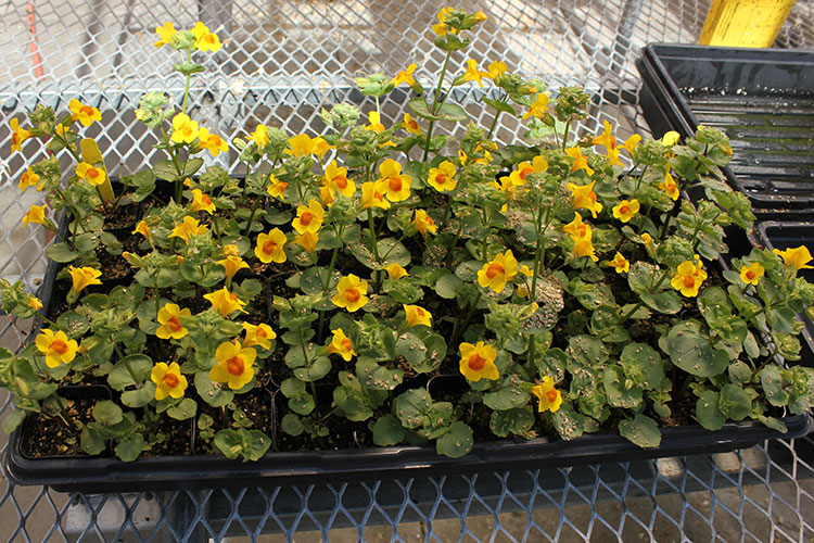 A patch of yellow monkey flowers growing in a tray in a greenhouse. All of the flowers exhibit the fully red-throated pattern.