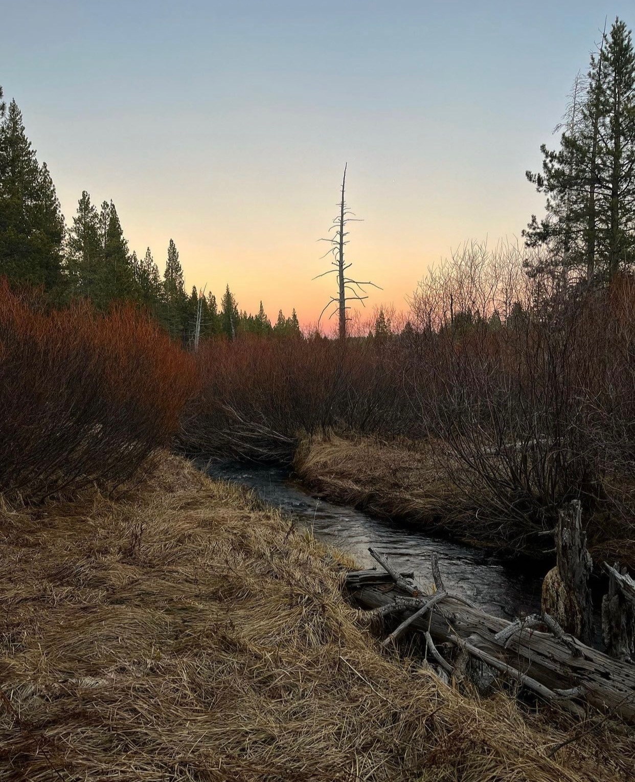 Sagehen Creek Field Station landscape at dusk