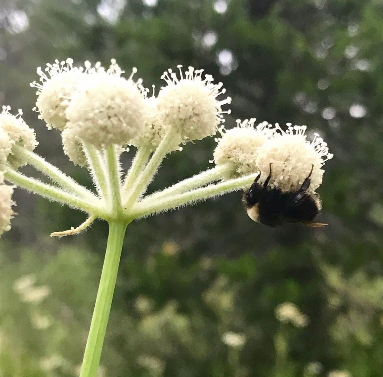 bumblebee on a flower at the Sagehen Creek Field Station landscape