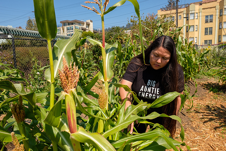 Staff member Phenocia Bauerle, a co-sponsor of the Indigenous Community Learning Garden, examined corn growing there.