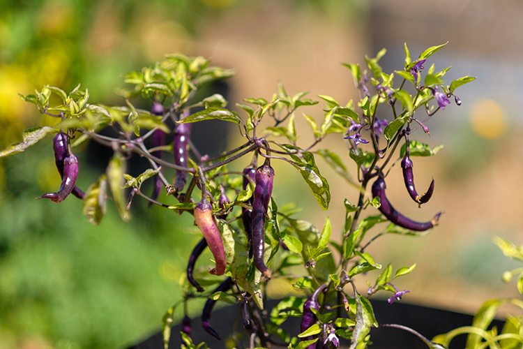 A plant filled with purple peppers grows in the Indigenous Community Learning Garden.