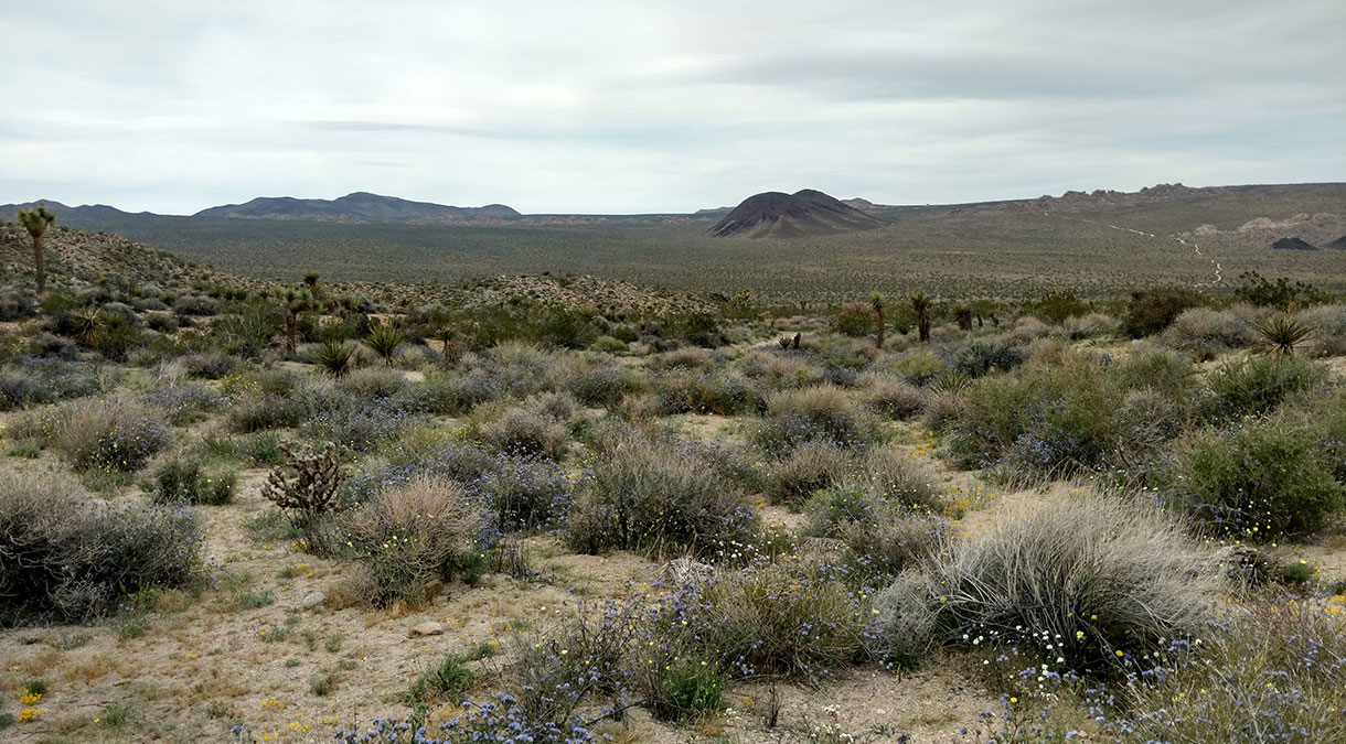 A photo of a desert landscape with many shrubs in the foreground blooming.