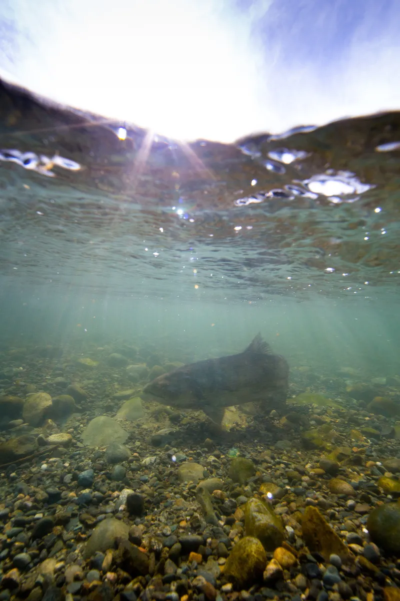 image of salmon under water