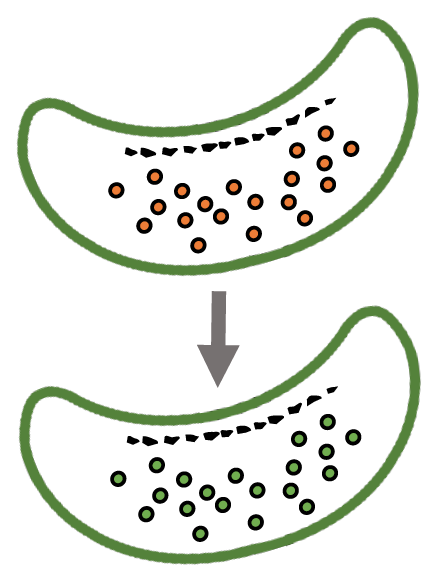 graphic showing iron transport