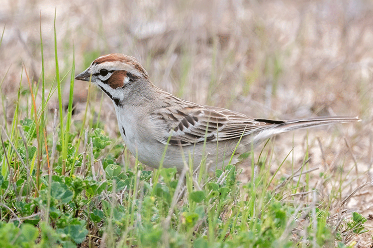 A photo shows a small, greyish-brown bird standing in a grassy field