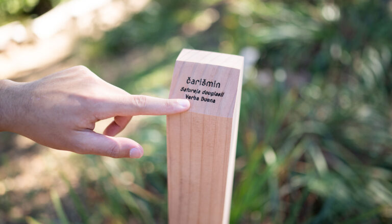 A person’s hand points to a wooden post that is inscribed with the Chochenyo word čarišmin. Below the Chochenyo word is “Satureja douglasii” and “Yerba Buena.”