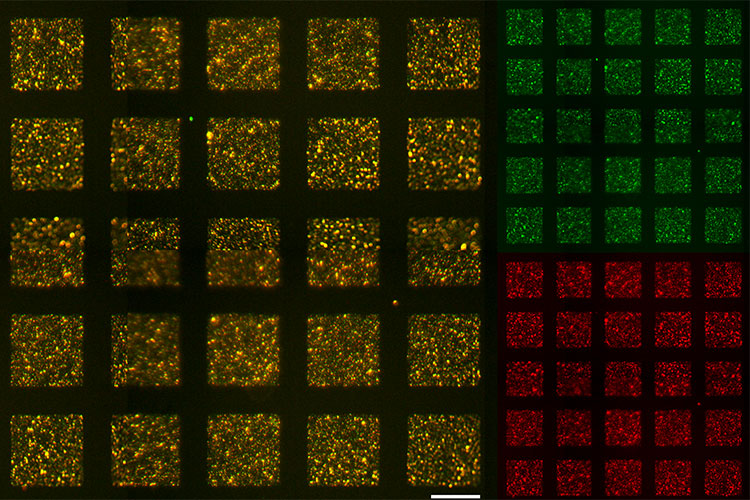 A photo shows a microscope image with squares of red, green, and mixed red and green.