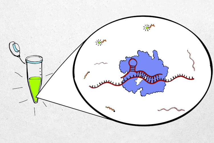 An illustration shows a green sample in a vial. Next to it is a bubble which shows a close up of the CRISPR Cas13 protein and how it interacts with viral RNA.