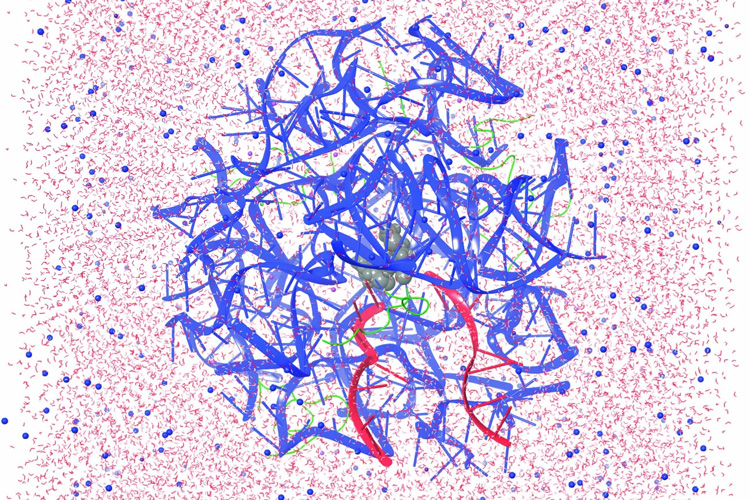 a tangle of blue and red ribbons against a background of light red, representing a part of the ribosome