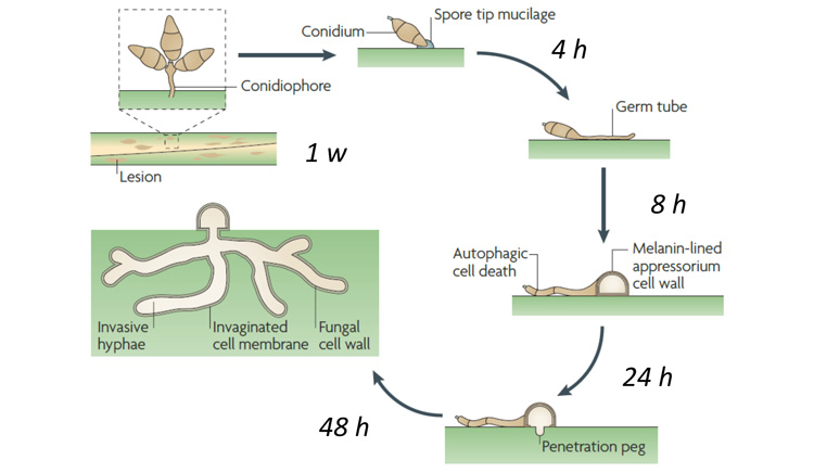 diagram showing 1 week life cycle of fungus