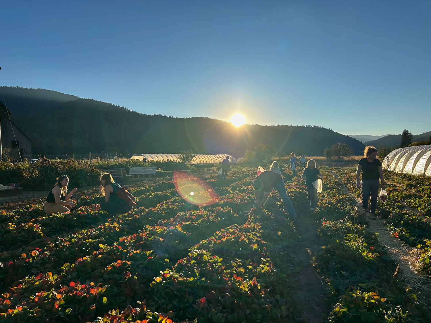People working in a field with sun in background