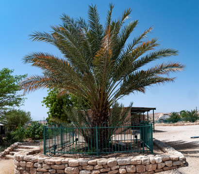 a date palm surrounded by rock wall in the desert