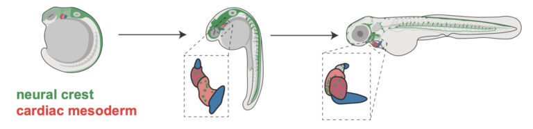 illustration of 3 stages in the development of the zebrafish embryo, with parts labeled red and green